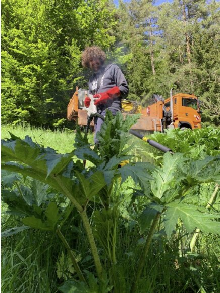 Using Electricity to Manage Giant Hogweed - Cover Image